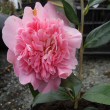 Camellia Pink Peony ever green flowering shrub mail orde r plants 